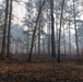 A Forest Reborn: Post-Prescribed Burn Environment