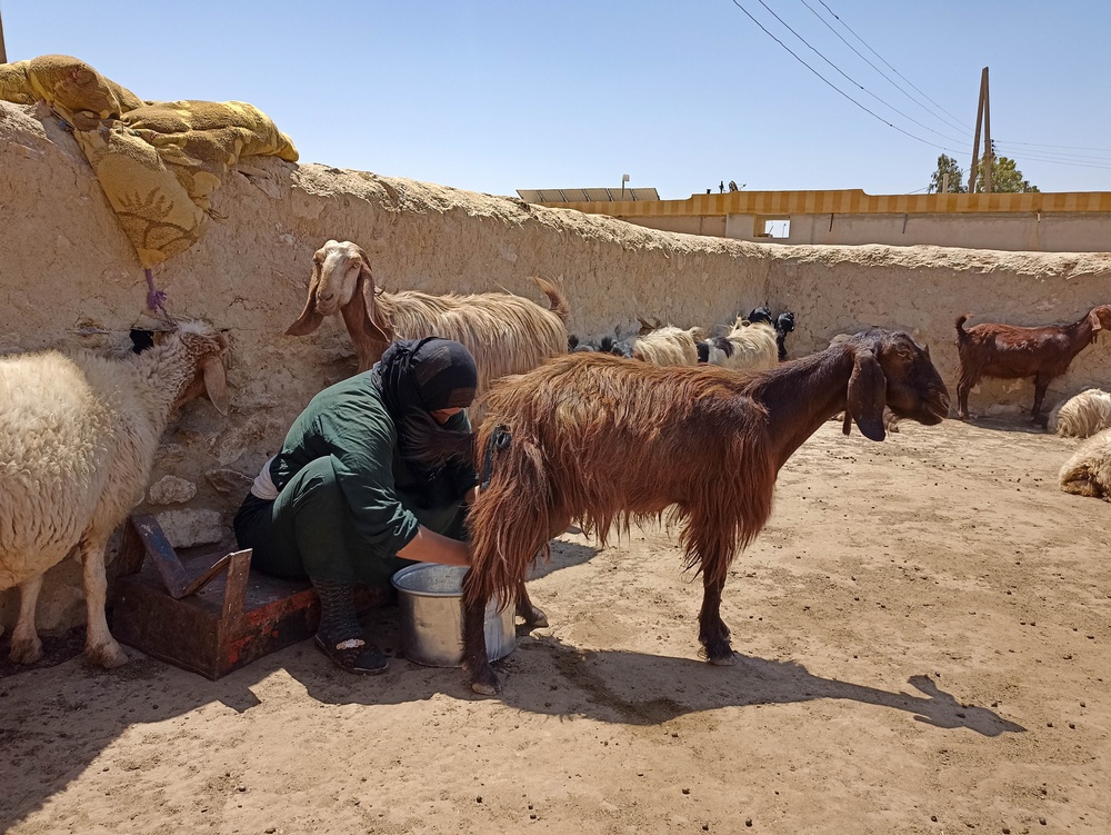 A livestock breeder participates in an EMS-recommended vaccination regime.