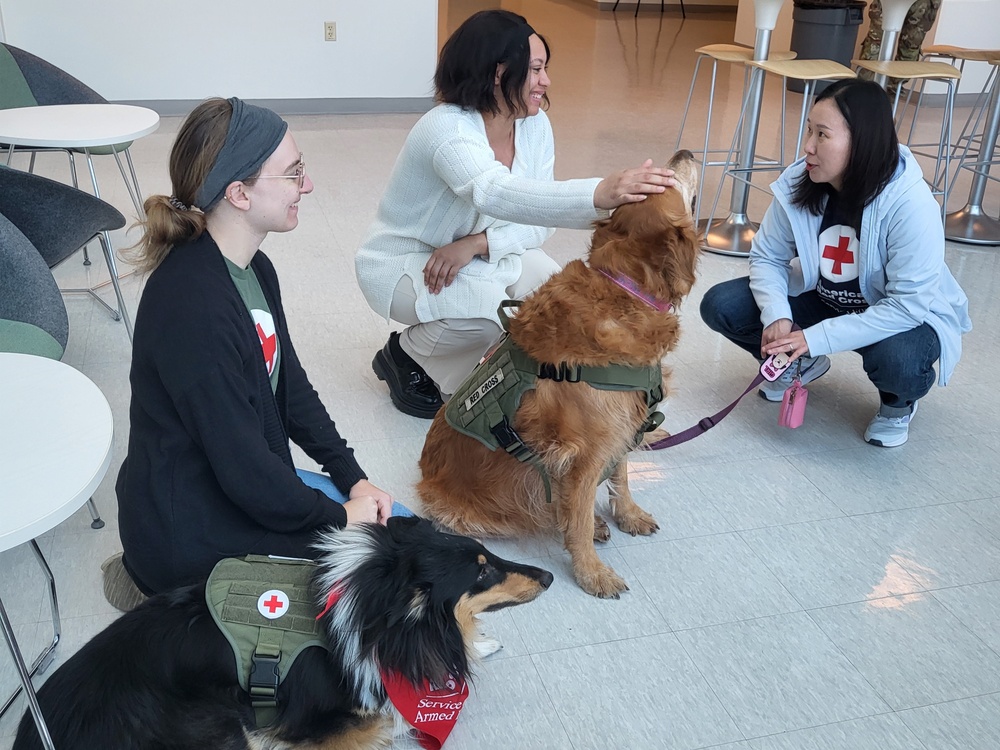 The American Red Cross comfort dogs provide paws-itive energy to Army engineers in Korea