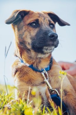Provost Marshal’s Office adopts canine companion for military police