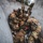 Combat Medic Field Training Exercise Combat Medic Field Training Exercise