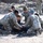 Special Forces Assessment and Selection