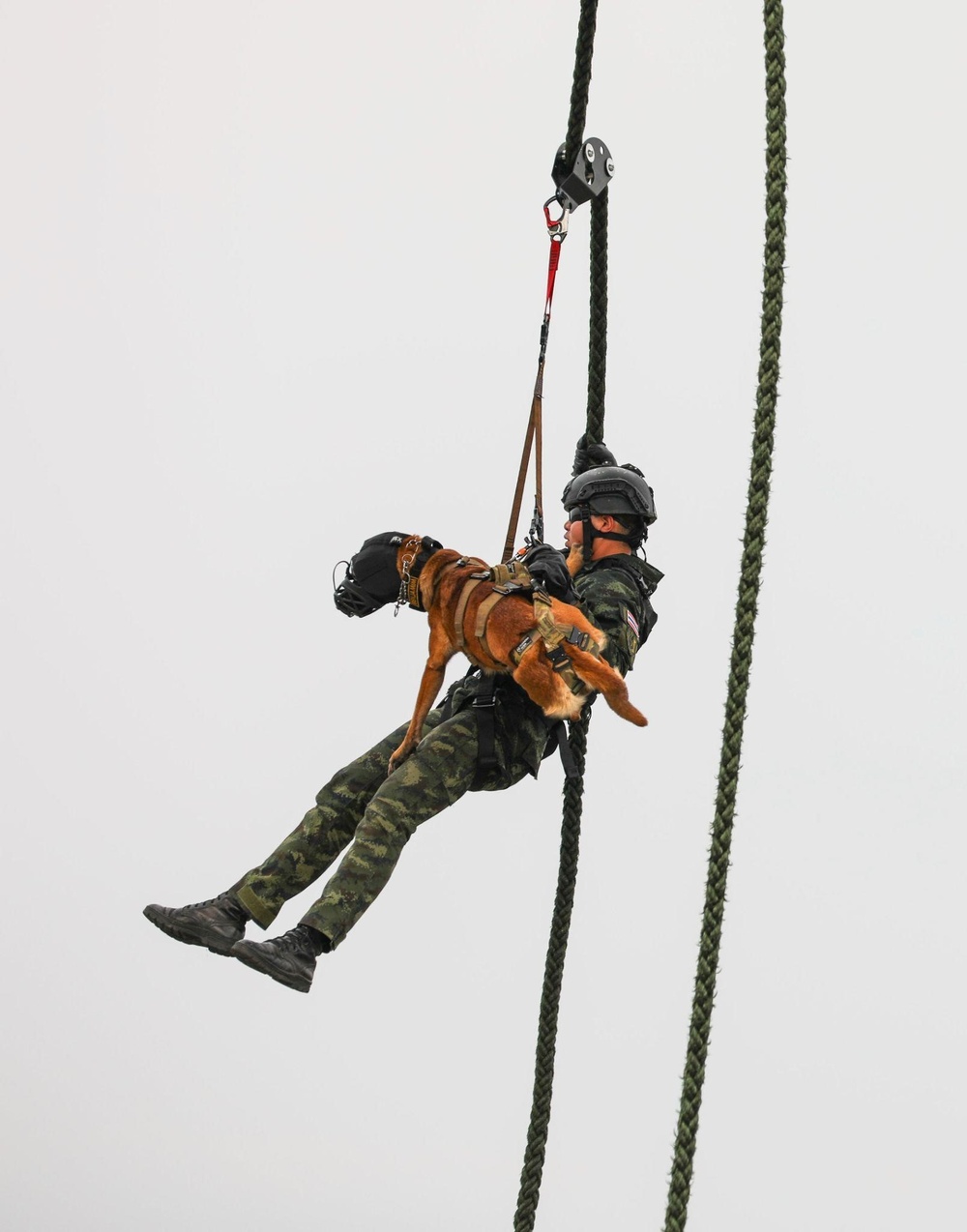 U.S. Army Soldiers conduct K9 FRIES training with Thai counterparts