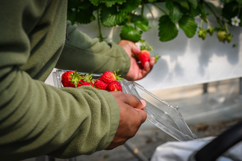 Humphreys members experience KDrama, strawberries