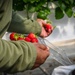 Humphreys members experience KDrama, strawberries