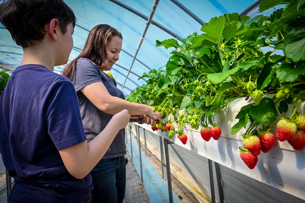 Humphreys members experience KDrama, strawberries
