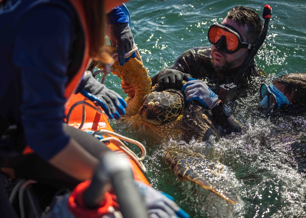 NMFS and NAVFAC Hawaii Complete Telemetry Tagging