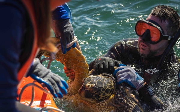NMFS and NAVFAC Hawaii Complete Telemetry Tagging
