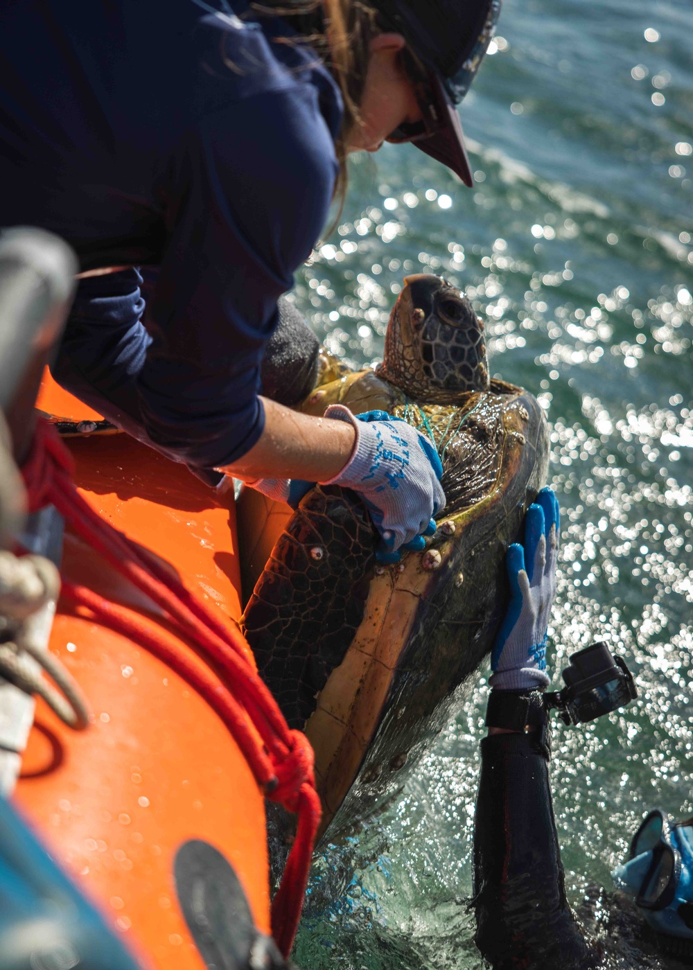 NMFS and NAVFAC Hawaii Complete Telemetry Tagging