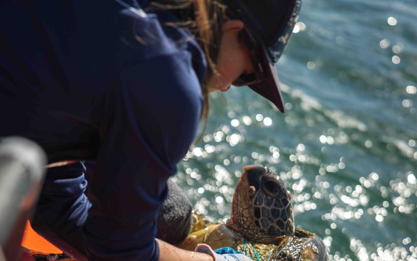 NMFS and NAVFAC Hawaii Complete Telemetry Tagging