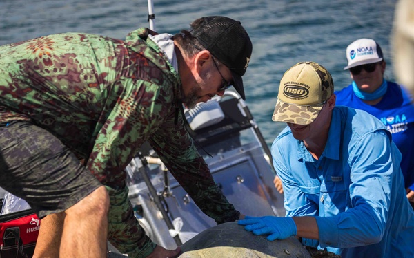 NMFS and NAVFAC Hawaii Complete Telemetry Tagging