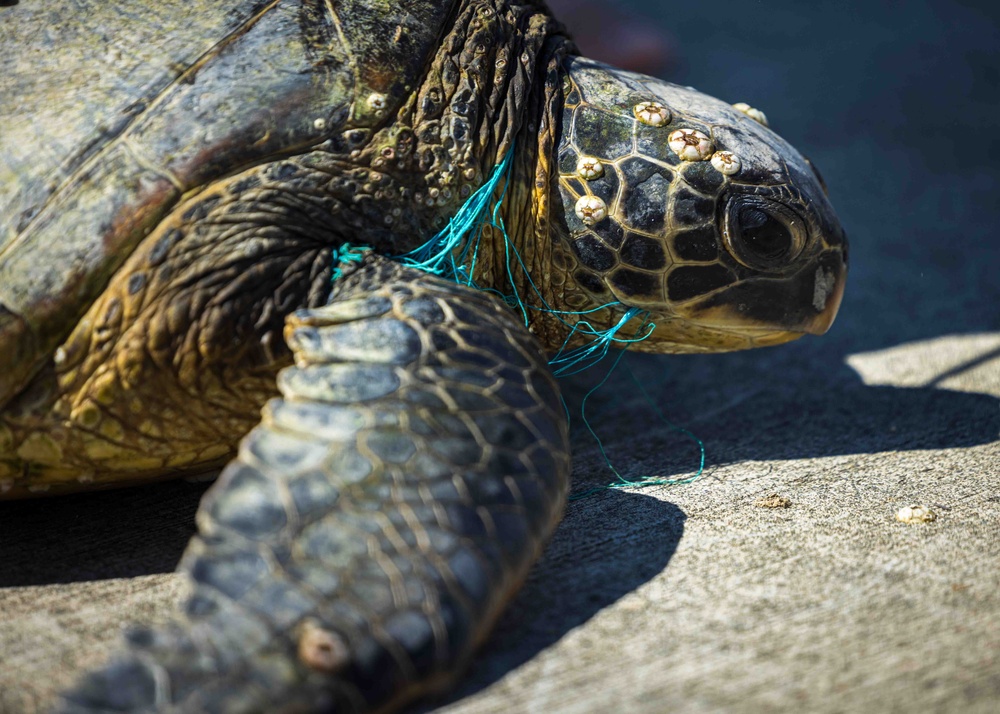 NMFS and NAVFAC Hawaii Complete Telemetry Tagging