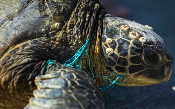 NMFS and NAVFAC Hawaii Complete Telemetry Tagging