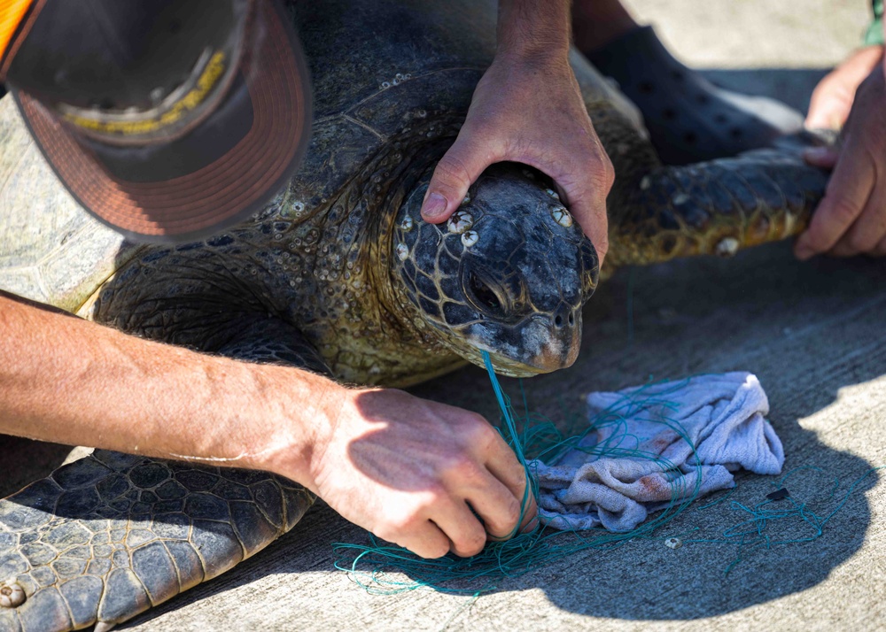 NMFS and NAVFAC Hawaii Complete Telemetry Tagging