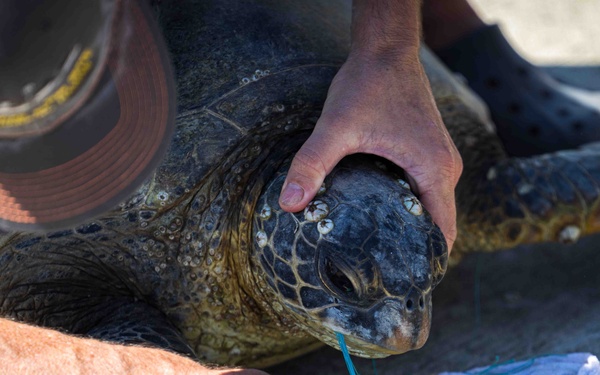 NMFS and NAVFAC Hawaii Complete Telemetry Tagging