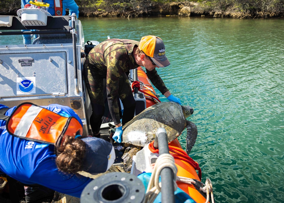 NMFS and NAVFAC Hawaii Complete Telemetry Tagging