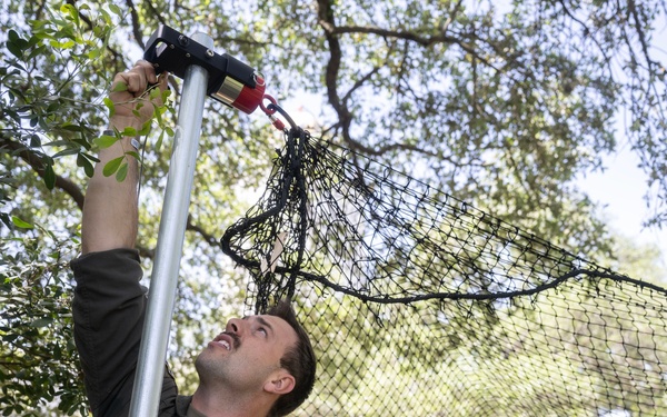 Bird Strike Mitigation With Drop Net