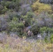 2nd Bn., 1st Marines competes in 1st MARDIV squad competition