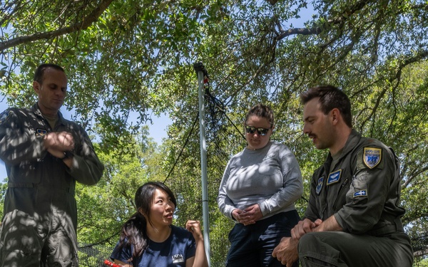 Bird Strike Mitigation With Drop Net