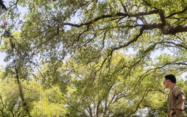 Bird Strike Mitigation With Drop Net