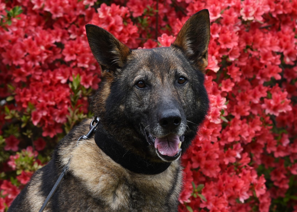 NAS Meridian MWD Adopted