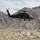 Alaska Army National Guard Black Hawk aviators train at coveted Marine Corps Weapons and Tactics Instructor Course