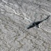 Alaska Army National Guard Black Hawk aviators train at coveted Marine Corps Weapons and Tactics Instructor Course