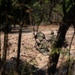 2-2 SBCT platoon live fire exercises in Sa Kaeo Province during Cobra Gold 2024