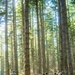 Pacific Lutheran University ROTC Cadets train at JBLM for Lute Paratus