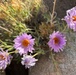 Earth Day; Desert flowers