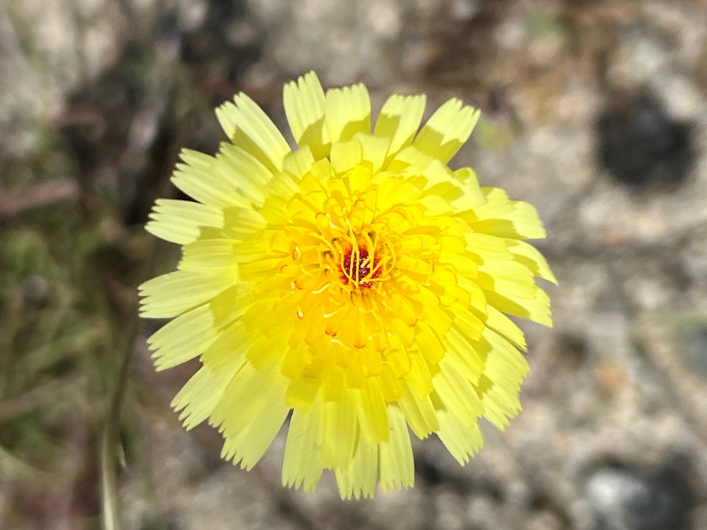 Earth Day; Desert dandelion