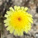 Earth Day; Desert dandelion