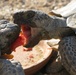 Earth Day; Desert tortoises eating