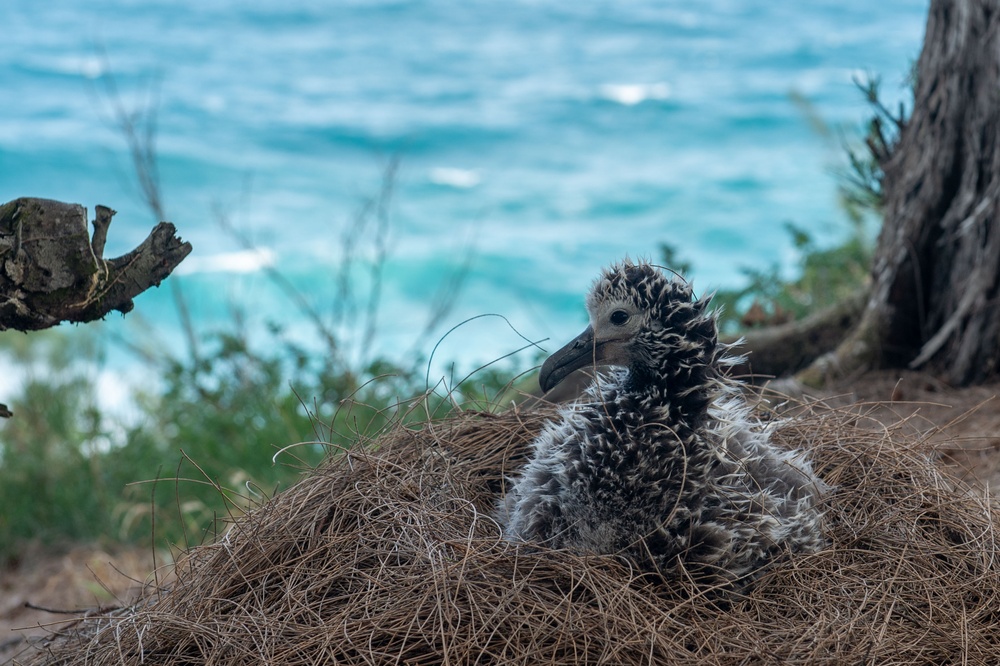 Pacific Missile Range Facility Participates in an Albatross Translocation Program.