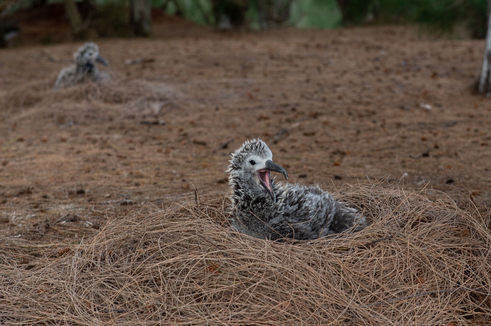 Pacific Missile Range Facility Participates in an Albatross Translocation Program.