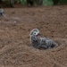 Pacific Missile Range Facility Participates in an Albatross Translocation Program.