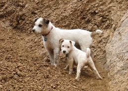 Protect your family pet from canine distemper