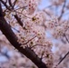 Cherry Blossoms in Full Bloom Across CFAY
