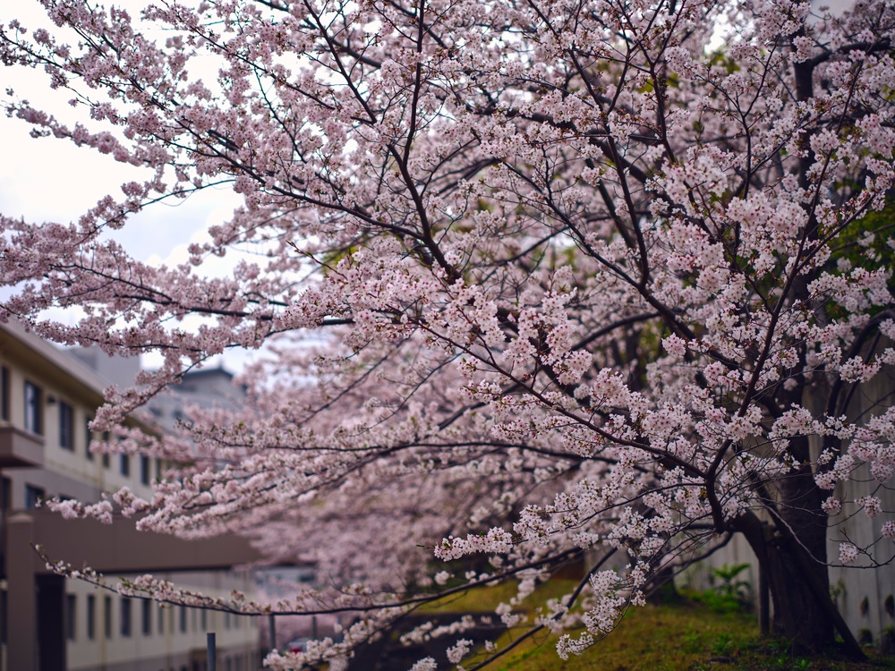 Cherry Blossoms in Full Bloom Across CFAY