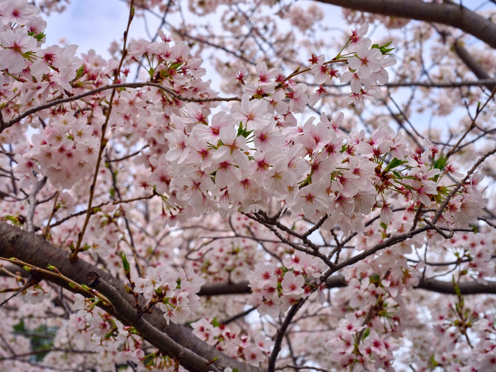 Cherry Blossoms in Full Bloom Across CFAY