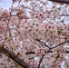 Cherry Blossoms in Full Bloom Across CFAY