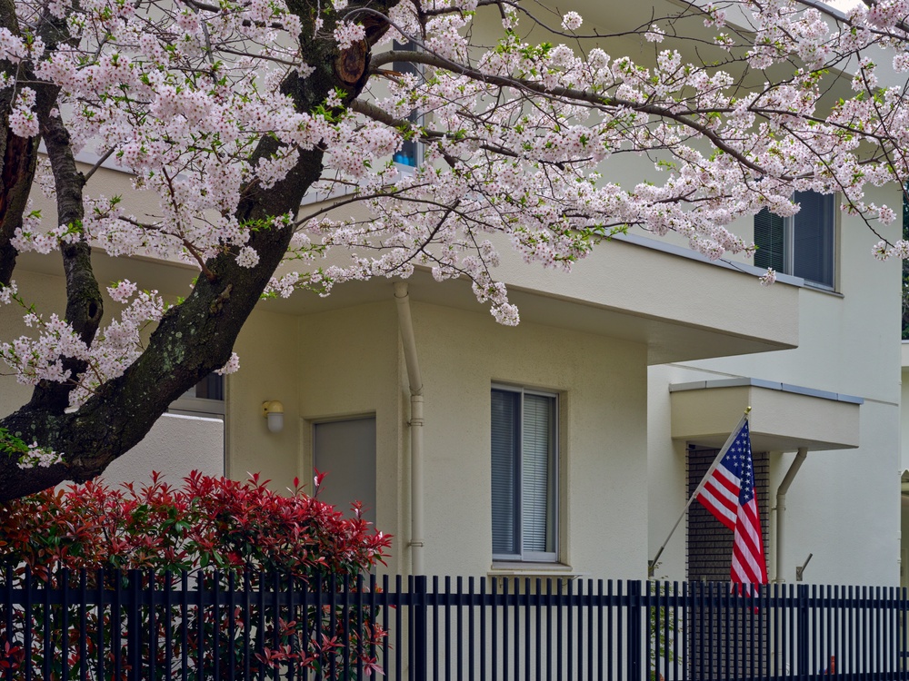 Cherry Blossoms in Full Bloom Across CFAY