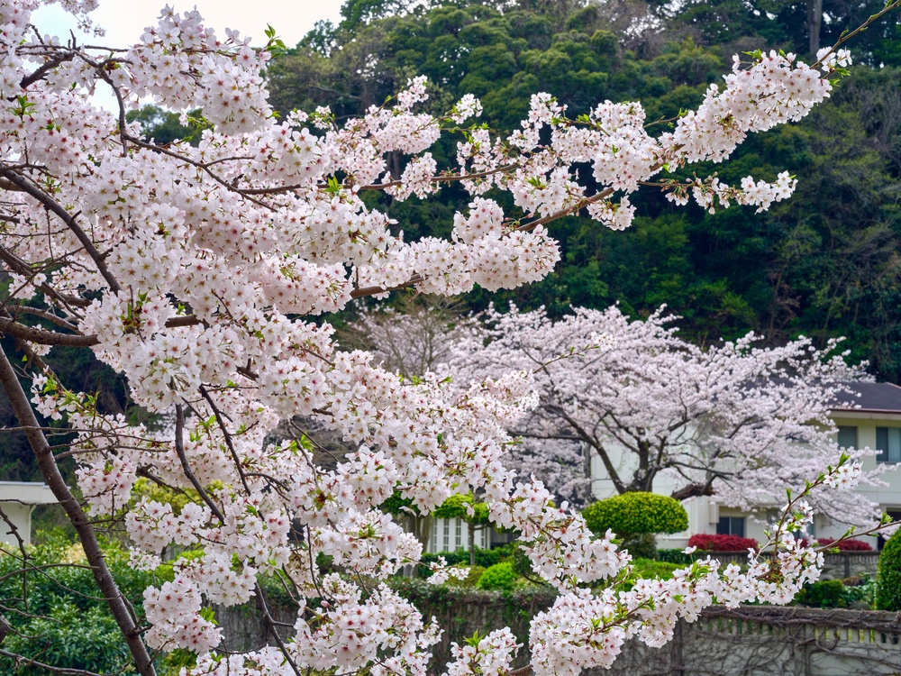 Cherry Blossoms in Full Bloom Across CFAY