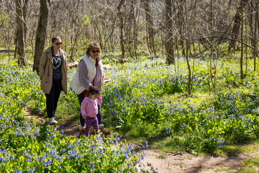 2024 Annual Bluebell Festival