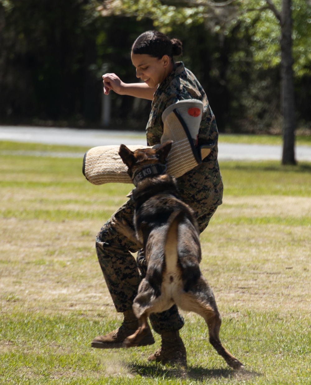 Military Working Dog Demonstration