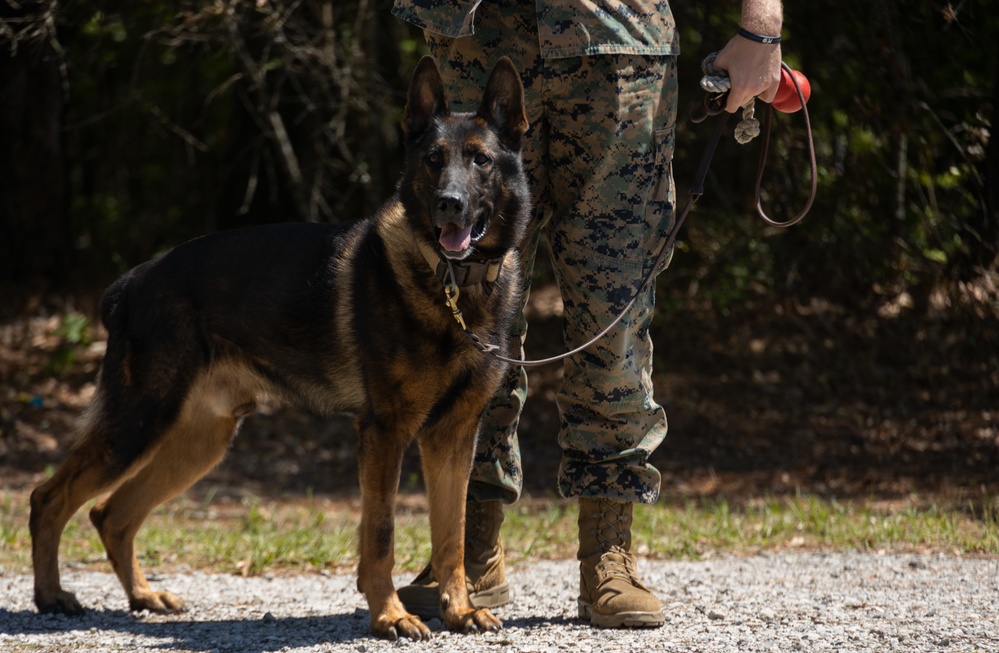 Military Working Dog Demonstration