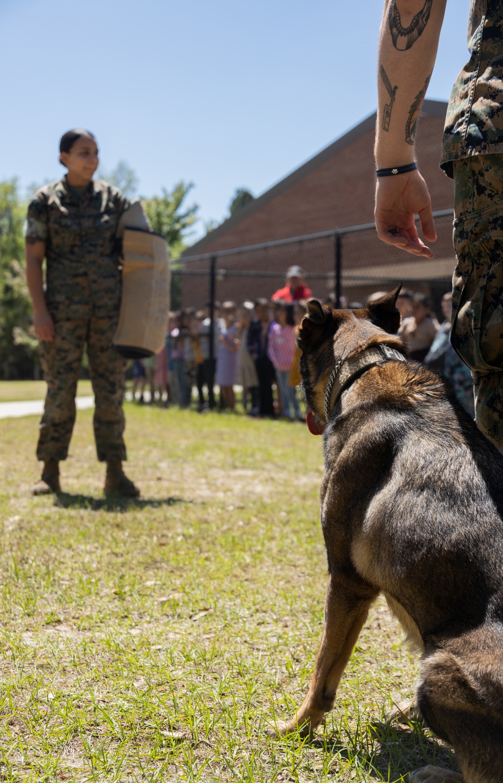 Military Working Dog Demonstration