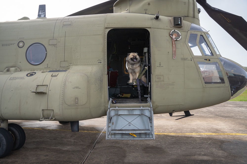 National Pet Day: Meet Chinook