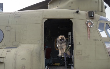 National Pet Day: Meet Chinook