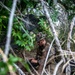 Radio Reconnaissance Hide and Seek | 3rd Radio Battalion